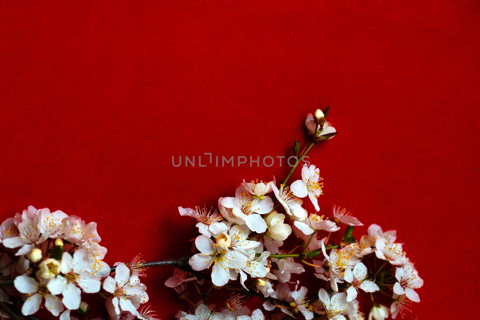 white blooming spring branch on red background copy, space