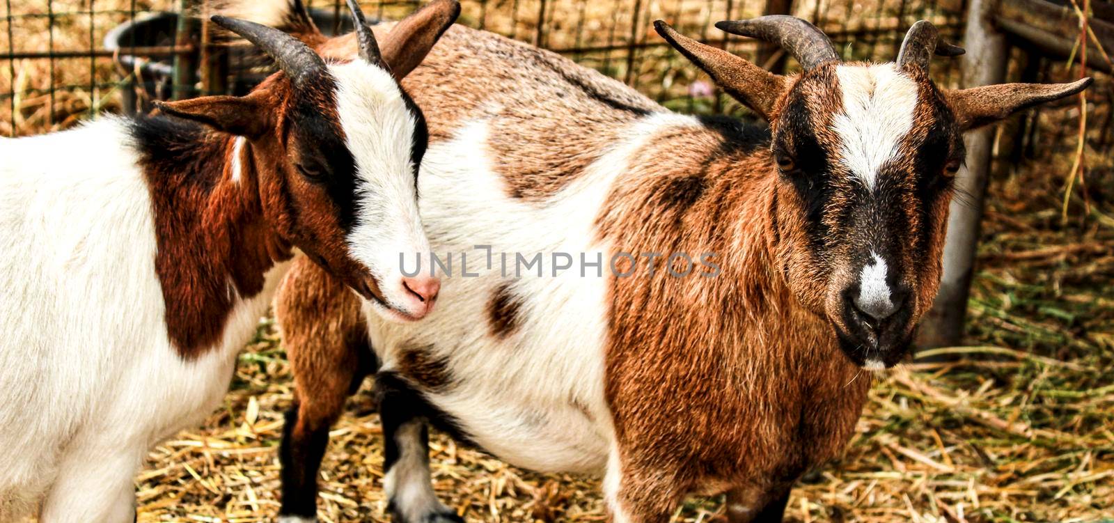 Beautiful goats on a farm in Portugal