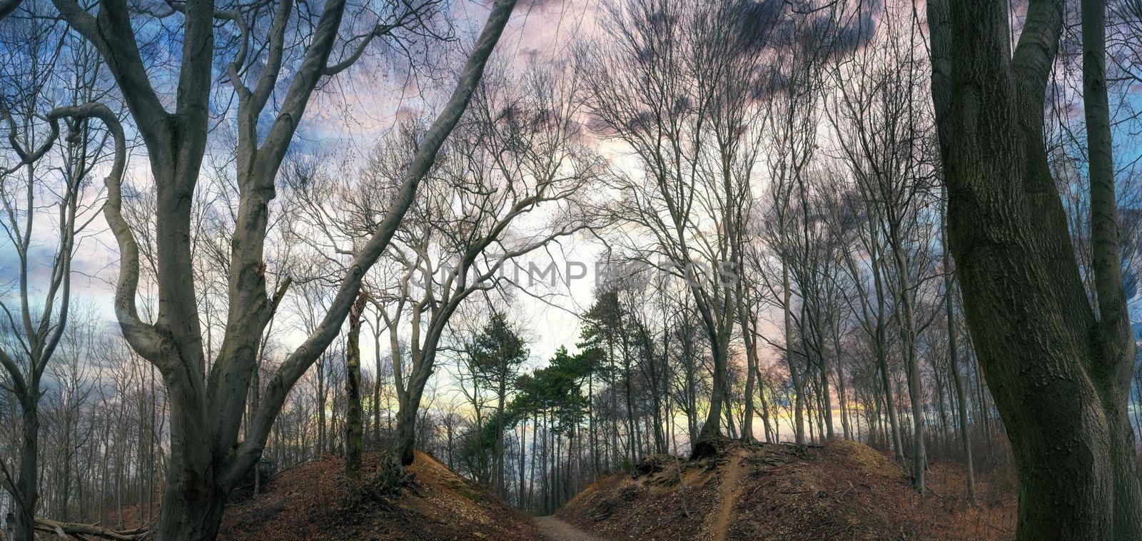 A mystical forest bathed in autumn sunlight atmosphere, panorama view