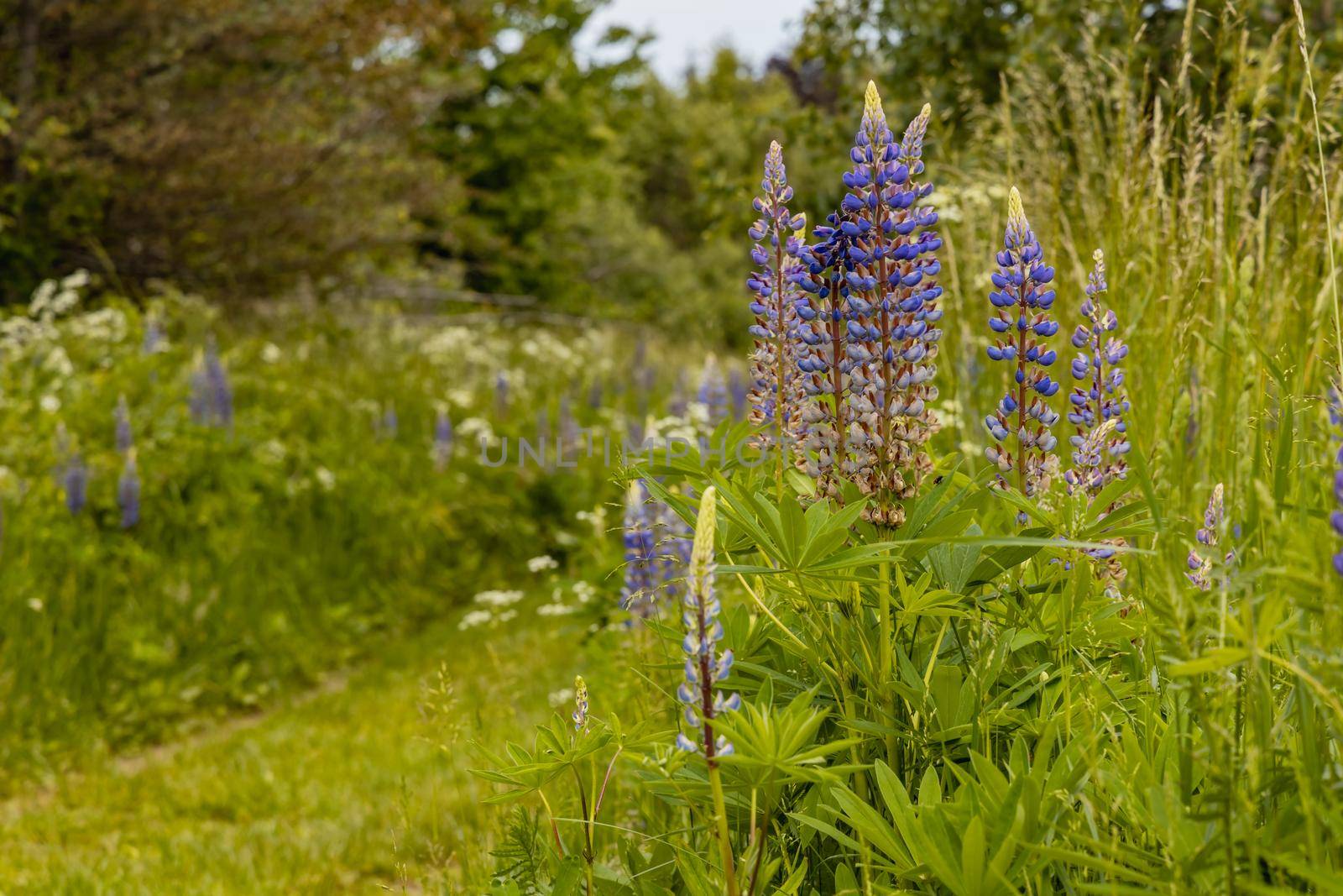 Big field of small blue flowers with high grass blades and bushes around