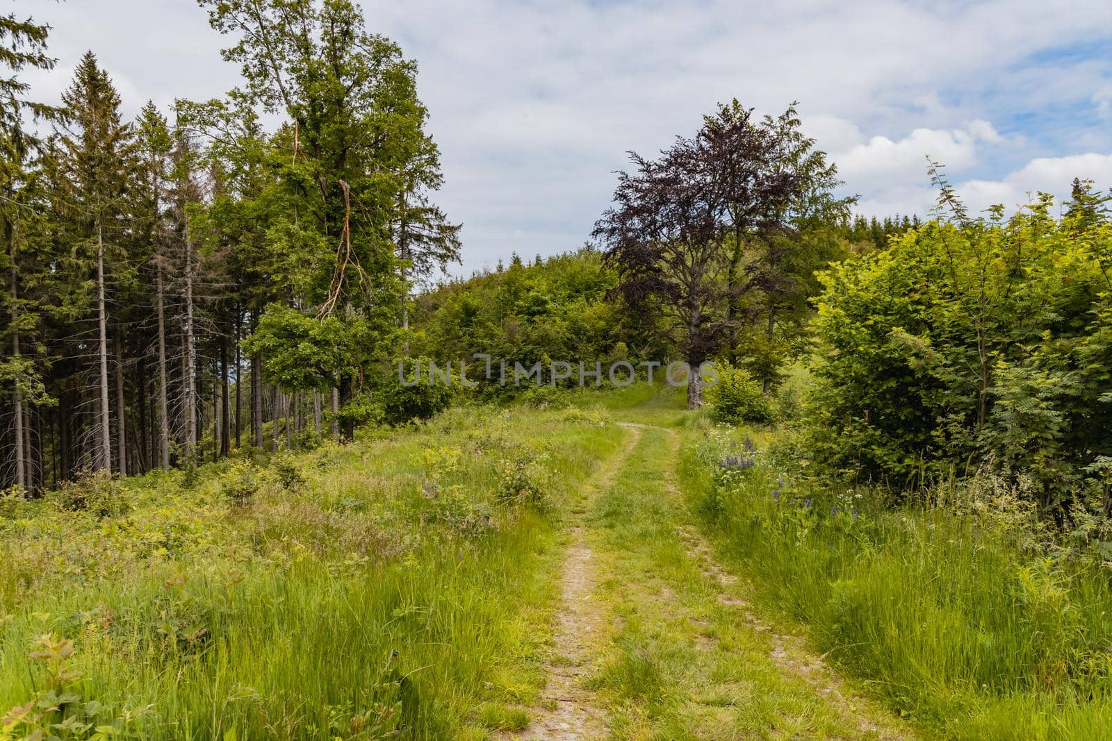 Long path with bushes and fields around in Kaczawskie mountains by Wierzchu