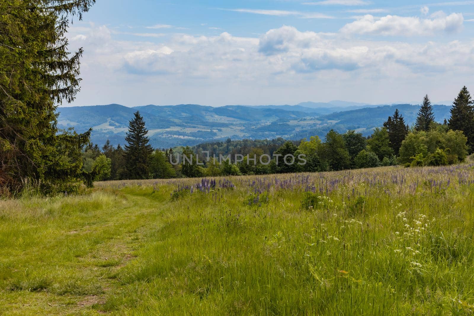 Big green fields of wheat trees and bushes in Kaczawskie mountains at cloudy day by Wierzchu