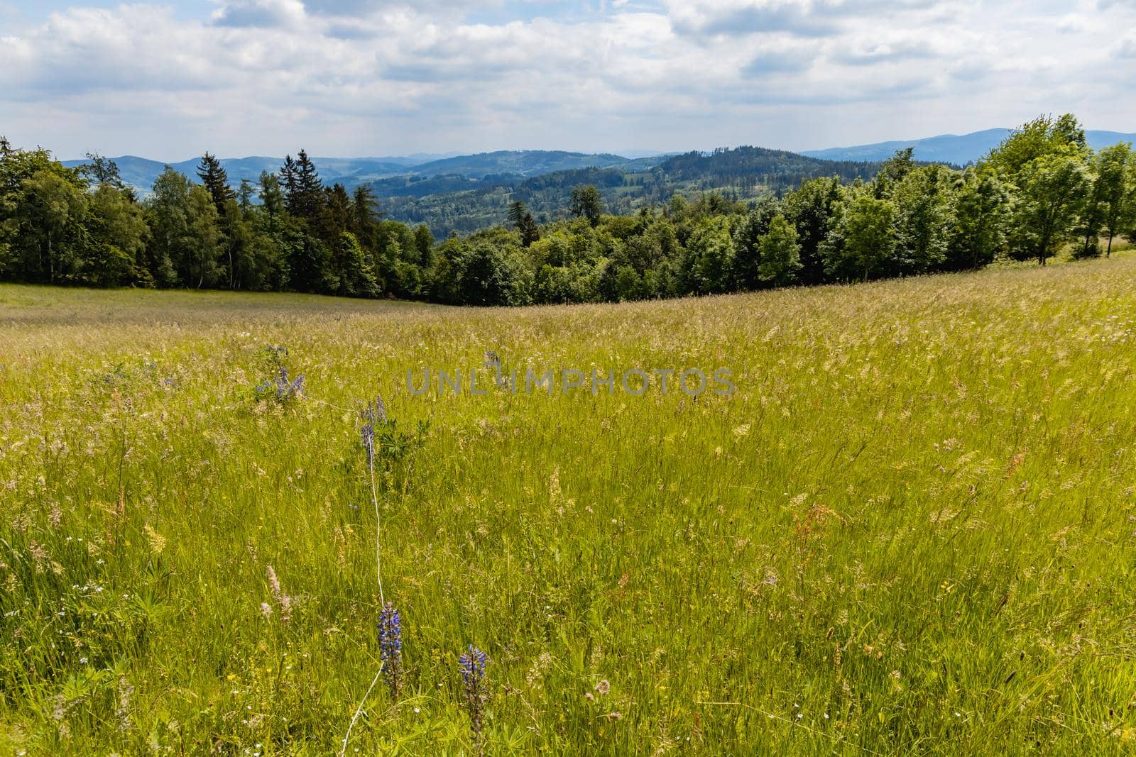 Big green fields of wheat trees and bushes in Kaczawskie mountains at cloudy day