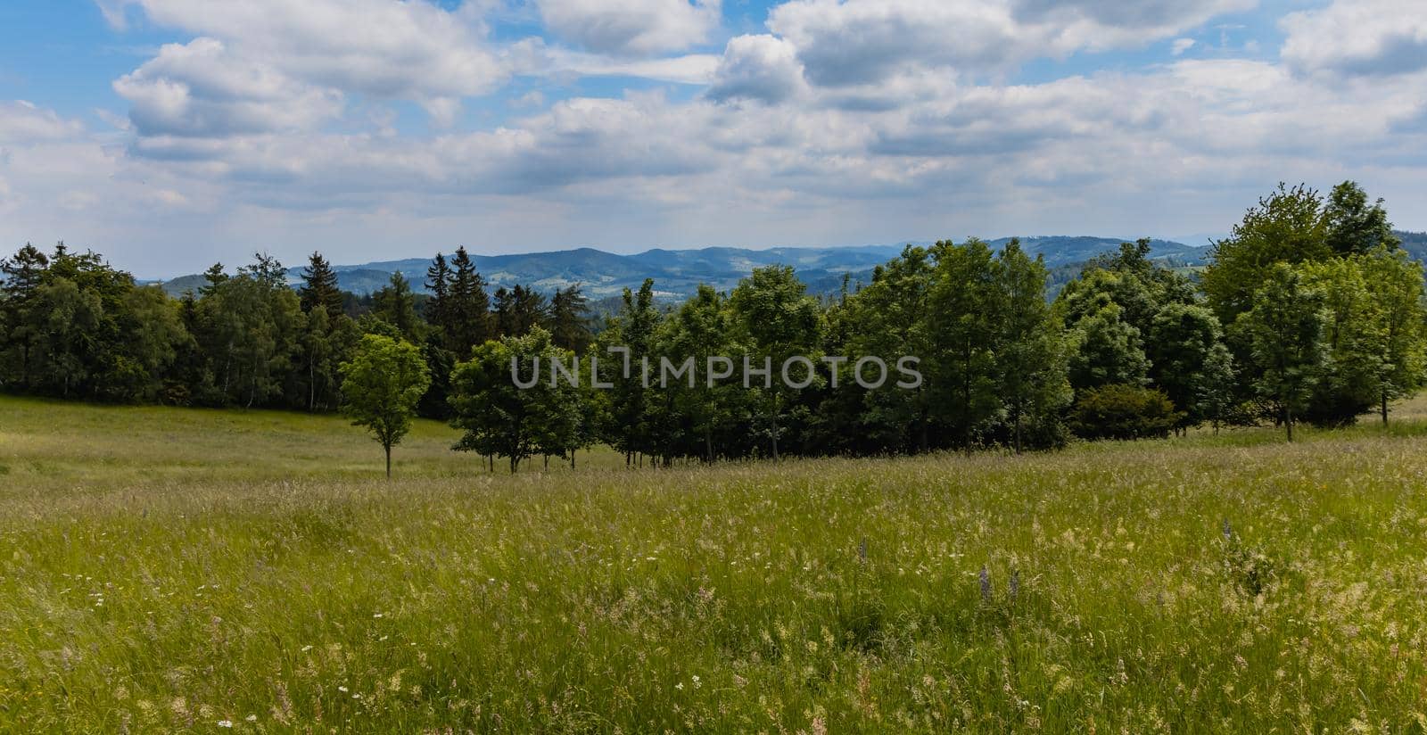 Big green fields of wheat trees and bushes in Kaczawskie mountains at cloudy day