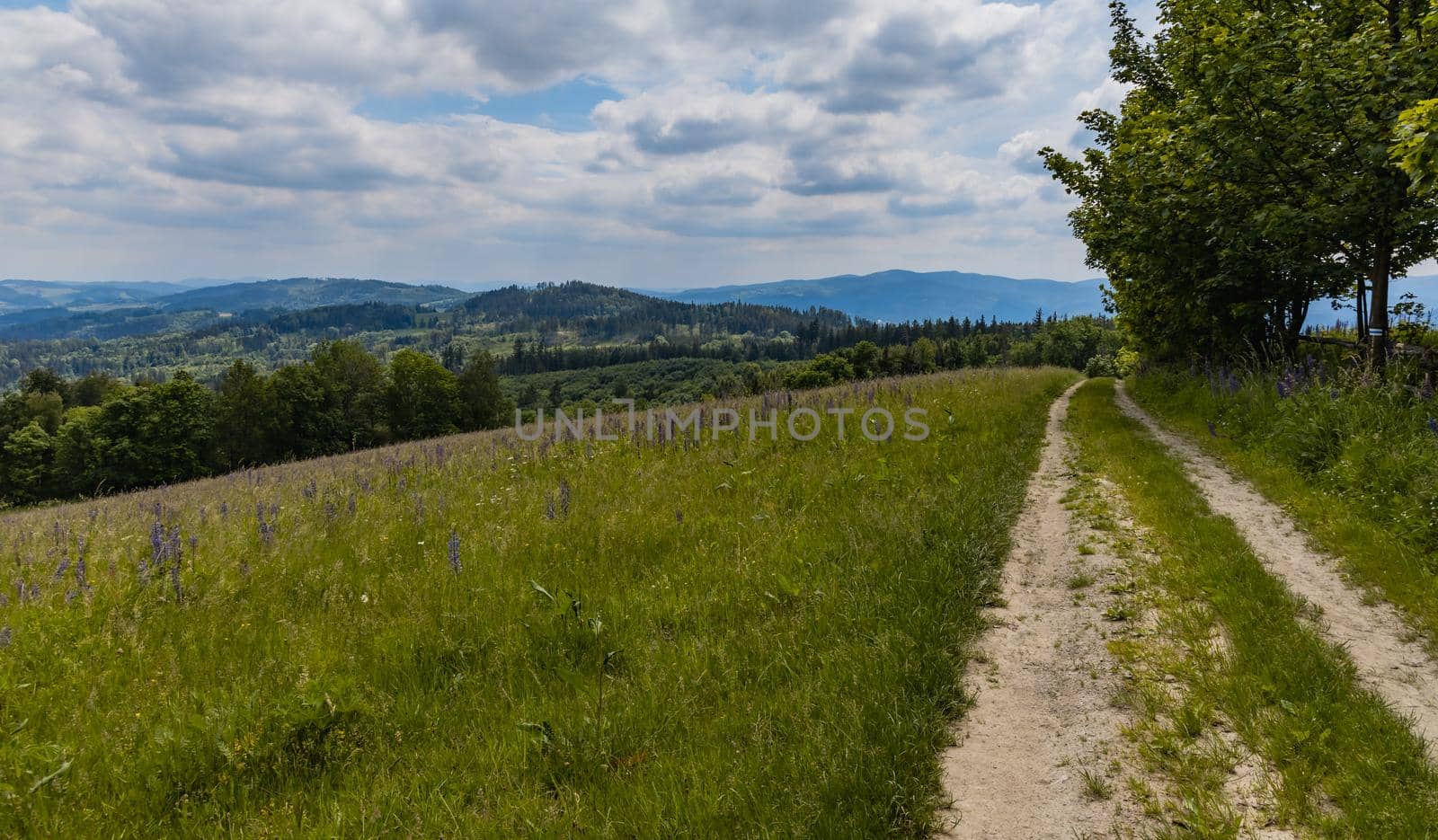 Long path with bushes and fields around in Kaczawskie mountains