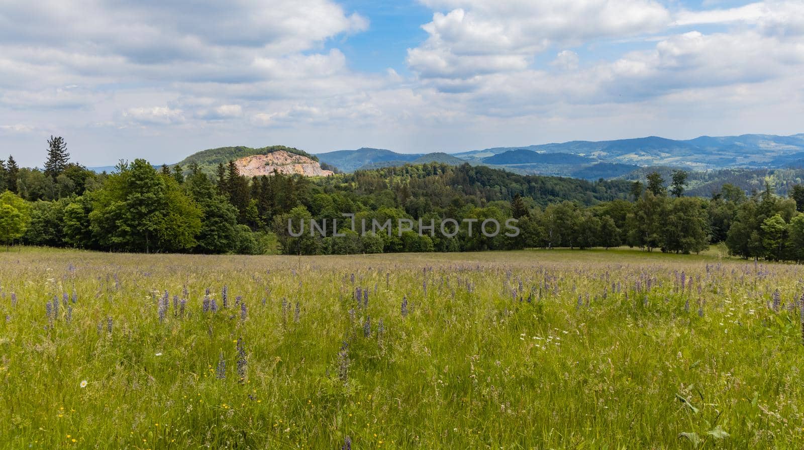 Big green fields of wheat trees and bushes in Kaczawskie mountains at cloudy day