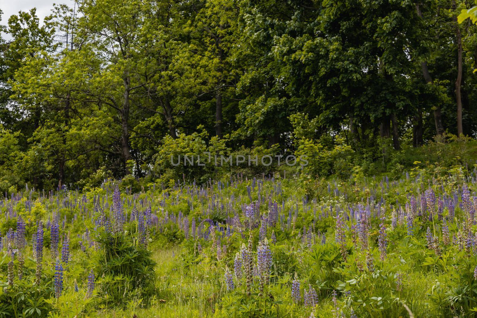 Big field of small blue flowers with high grass blades and bushes around by Wierzchu