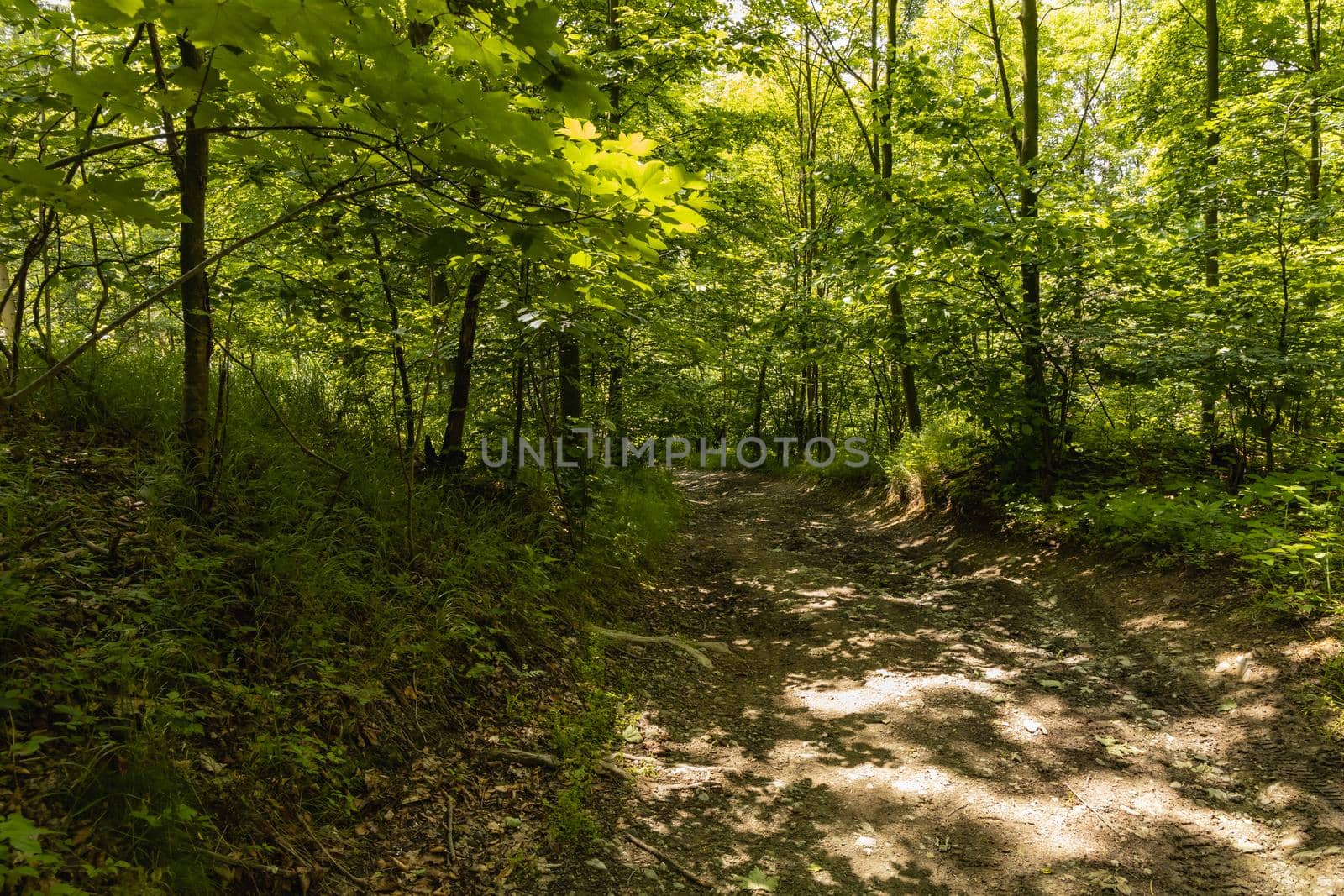 Long path with bushes and fields around in Kaczawskie mountains by Wierzchu