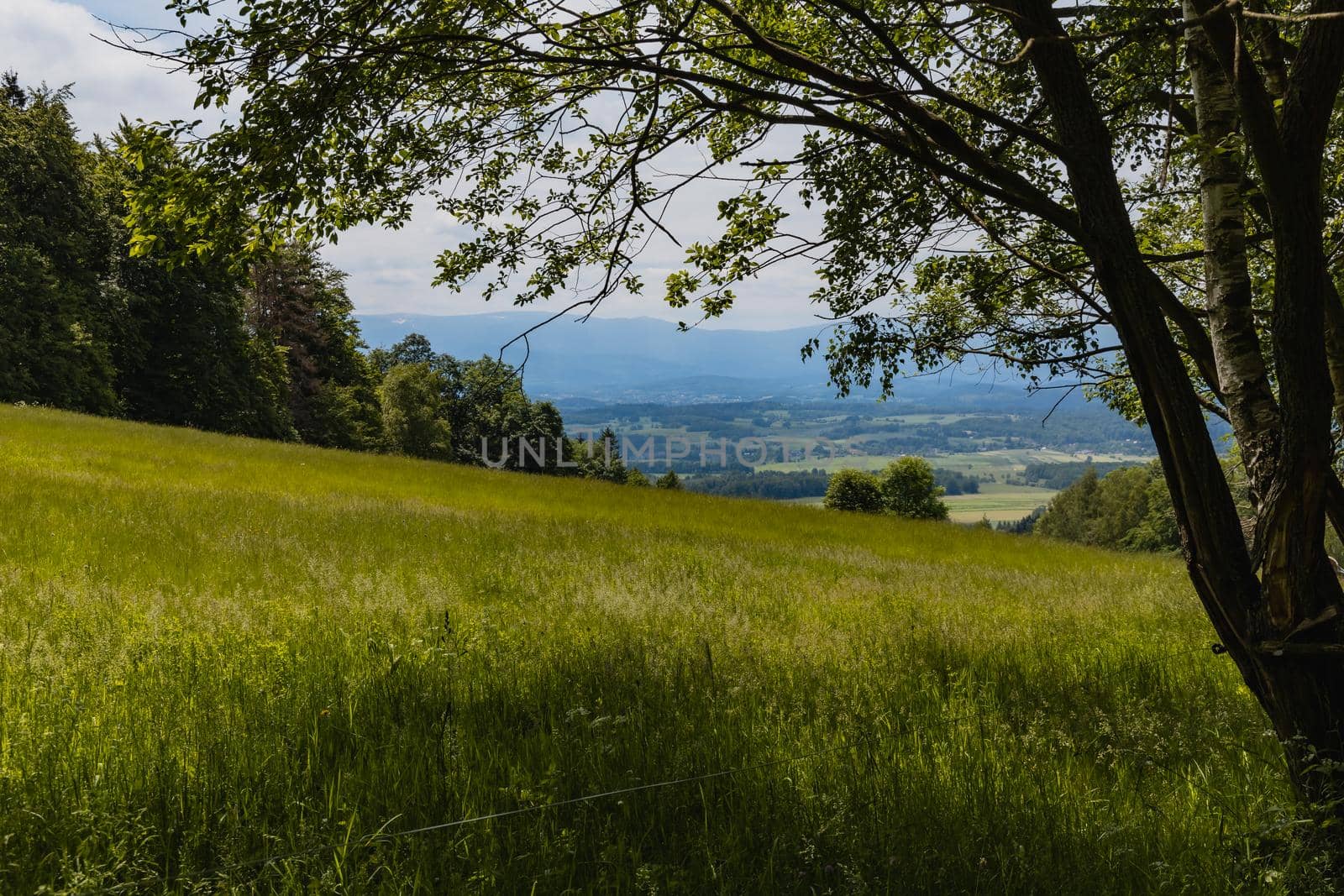 Big green fields of wheat trees and bushes in Kaczawskie mountains at cloudy day by Wierzchu