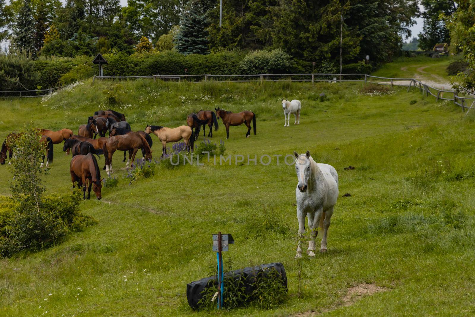 Herd of horses on horse farm with two white and few brown horses