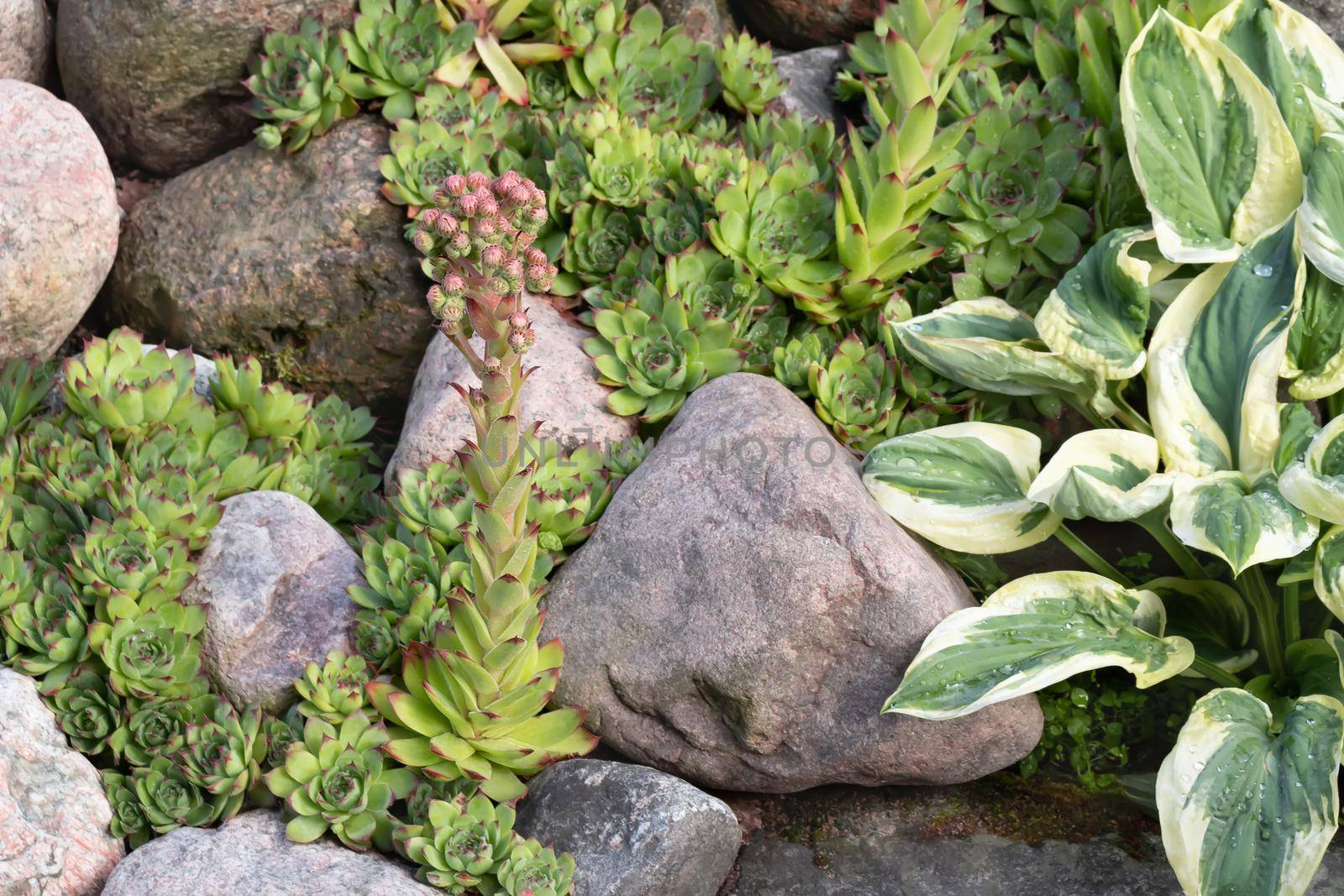 Blooming evergreen groundcover plant Sempervivum known as Houseleek in rockery by galsand