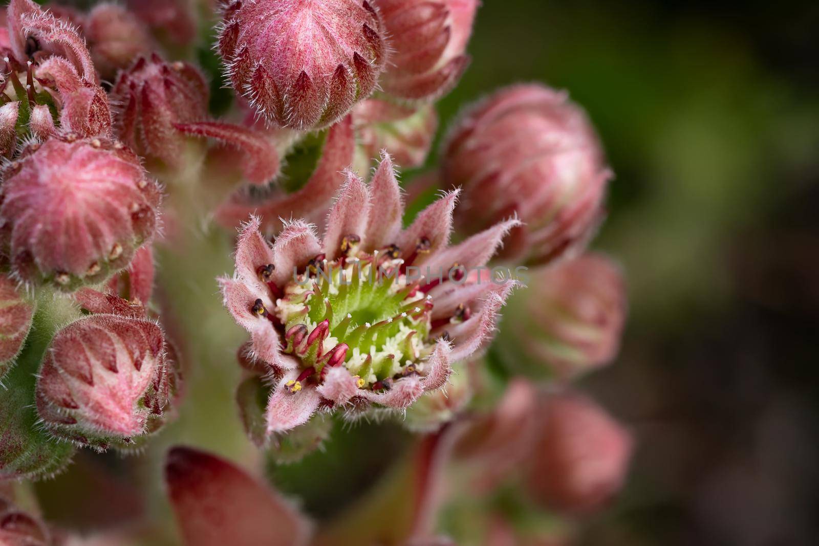 Blooming evergreen groundcover plant Sempervivum known as Houseleek in rockery by galsand