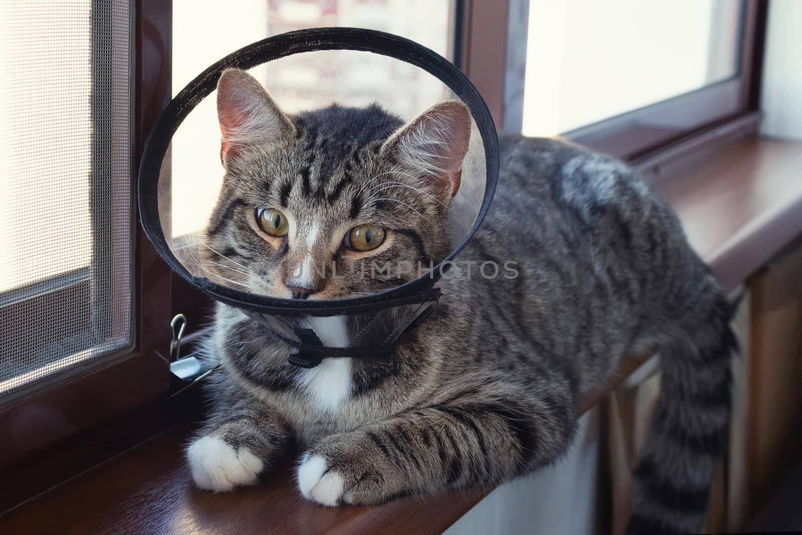 Young cat in a protective veterinary collar sits on the windowsill.