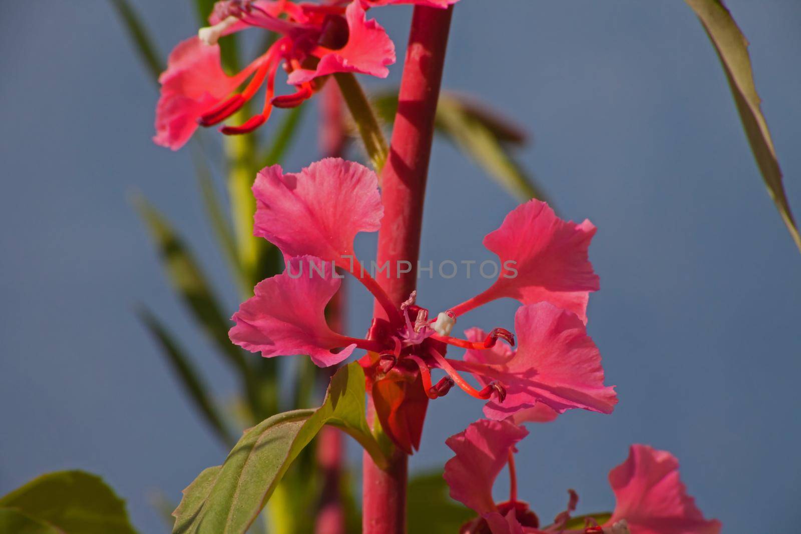 The Elegant Clarkia (Clarkia unguiculata) is endemic to the Californian woodlands and is common on the forest floor of many oak woodlands.