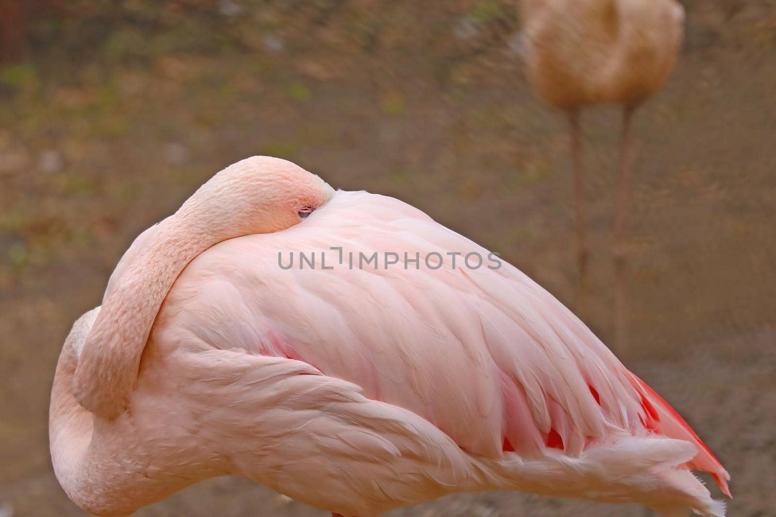 The flamingo hid its beak under the feathers