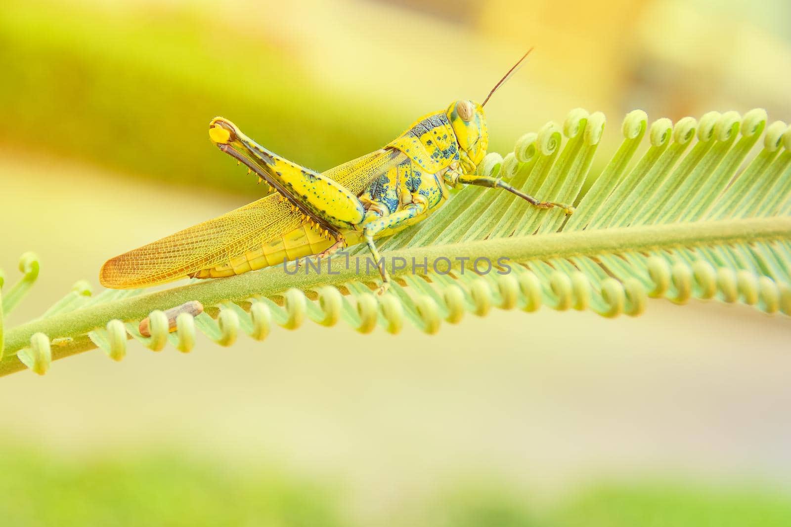 grasshopper yellow on branch of trees with copy space add text select focus with shallow depth of field. by pramot