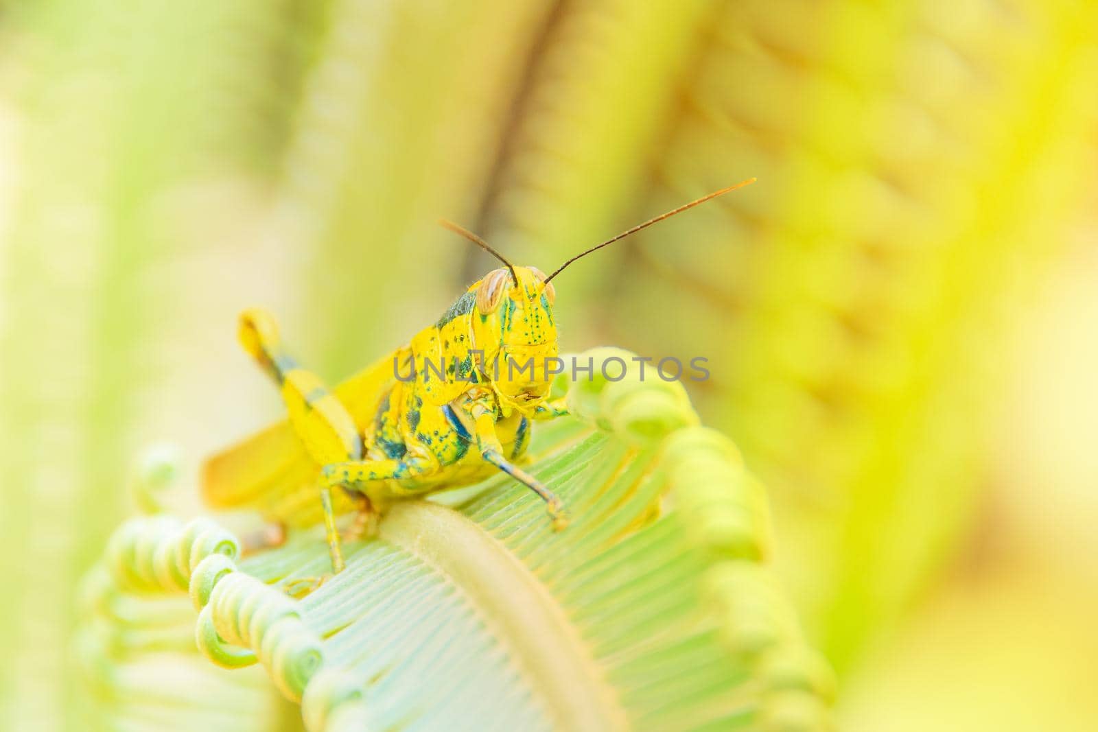grasshopper yellow on branch of trees with copy space add text select focus with shallow depth of field. by pramot