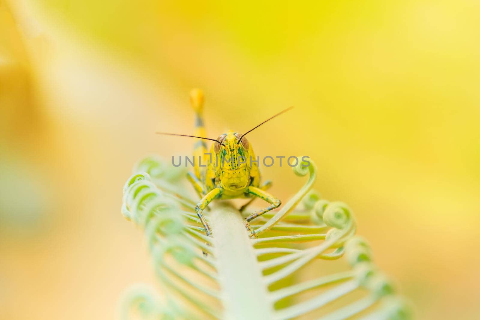 grasshopper yellow on branch of trees with copy space add text select focus with shallow depth of field.