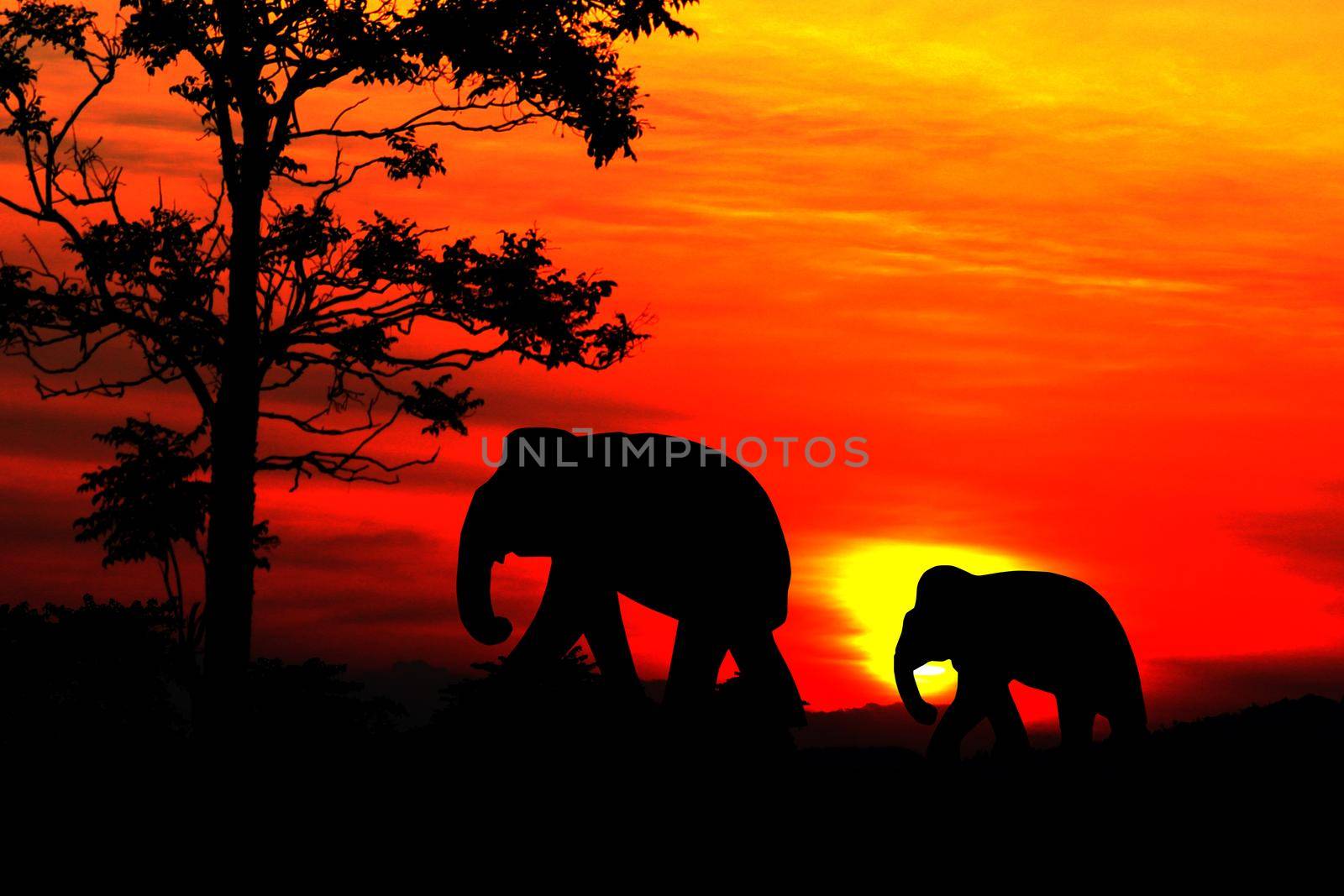 silhouette elephant family herd animals wildlife evacuate walking in twilight sunset beautiful background. with copy space add text by pramot
