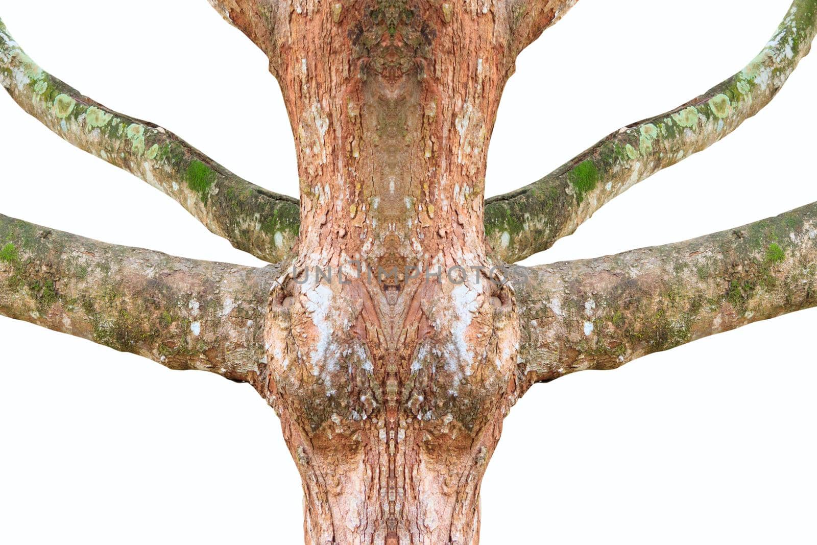 tree trunk beautiful in the forest  isolated on white background and clipping path