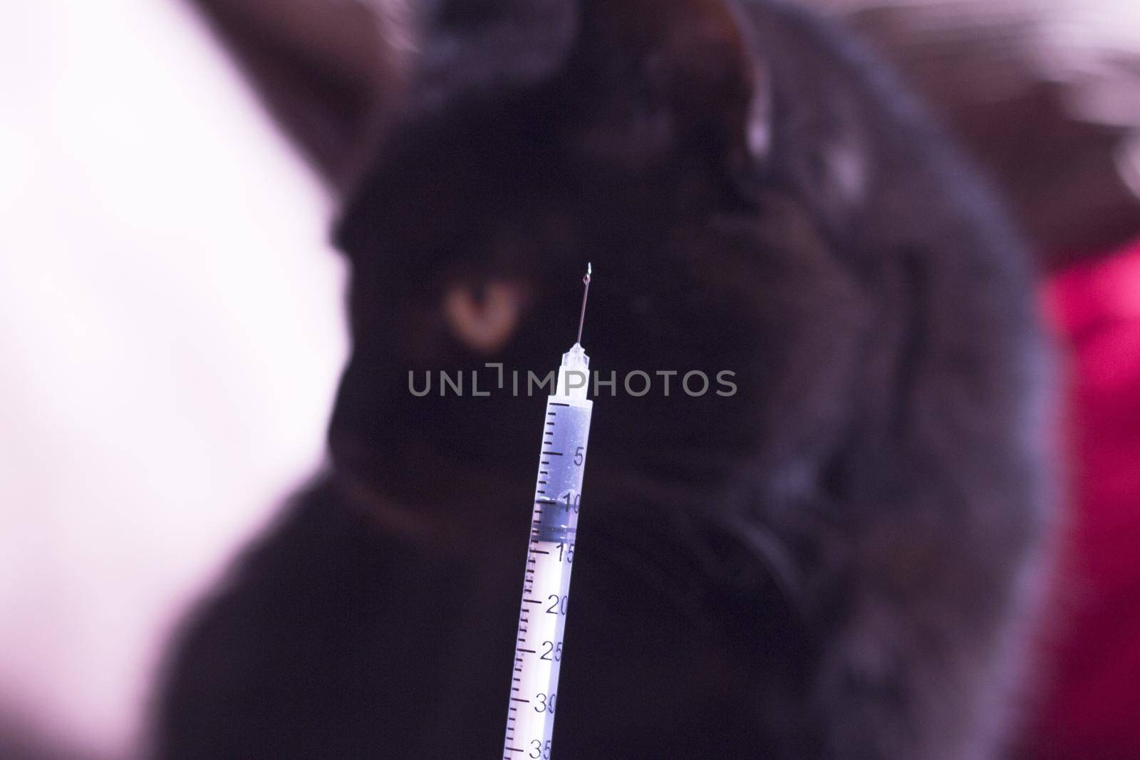 Syringe with insulin and black cat background. No people