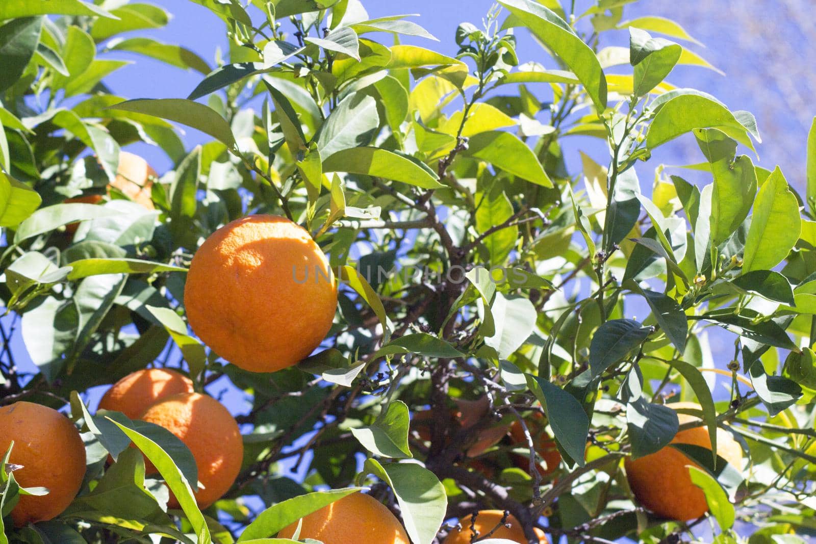 Orange tree in the sun with very green leaves. No people