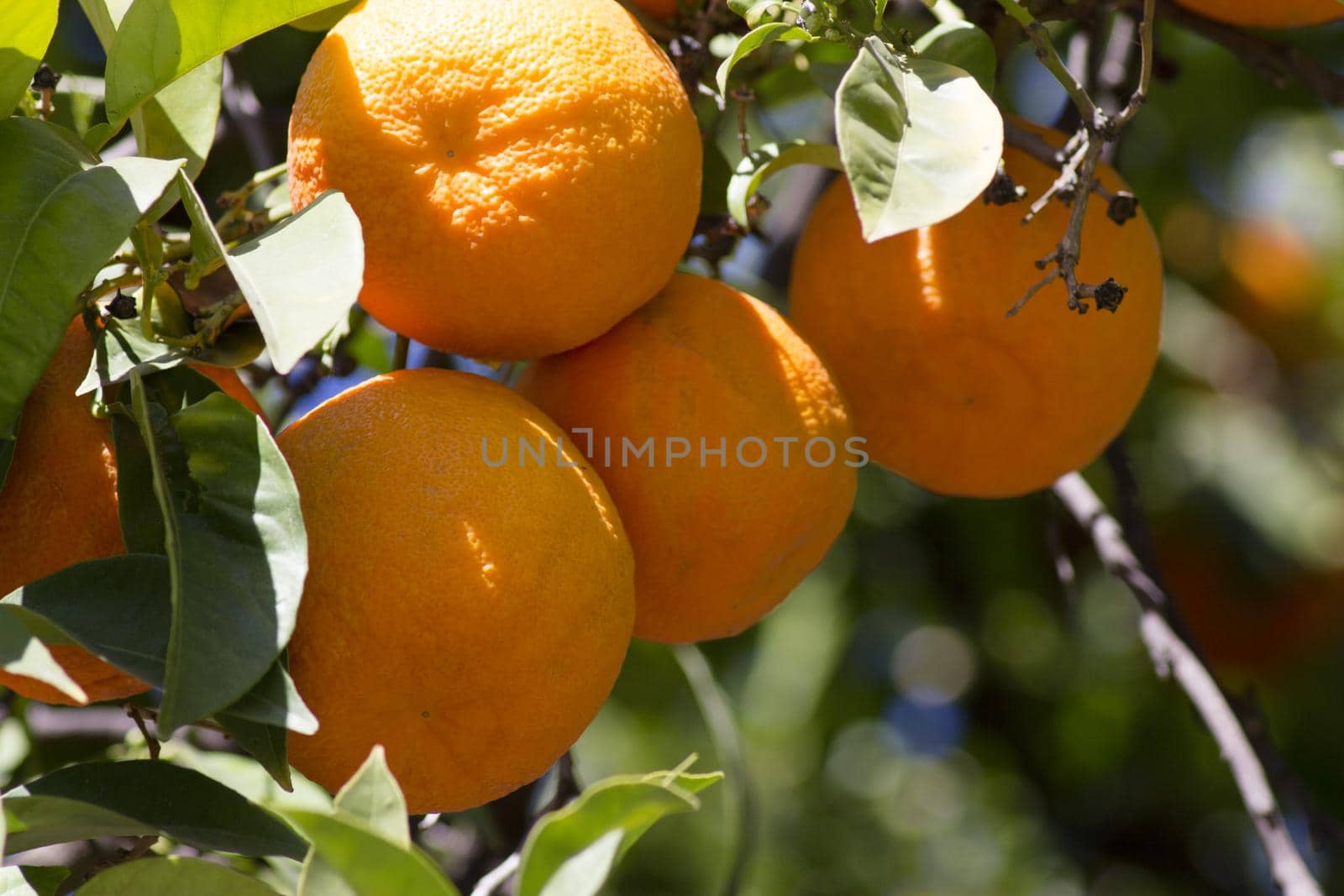 Orange tree in the sun with very green leaves. No people