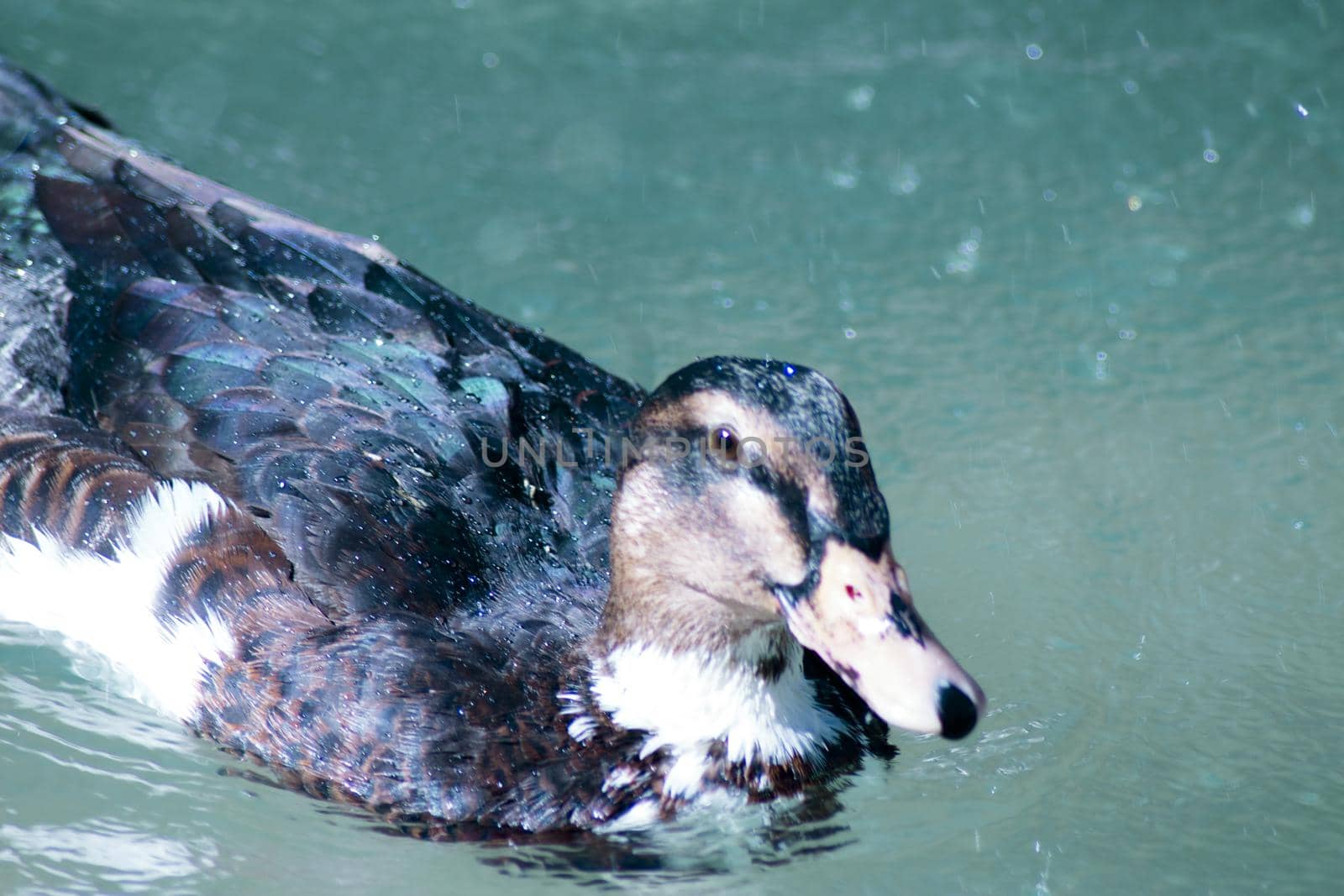 Duck living in an artificial city pond. No people