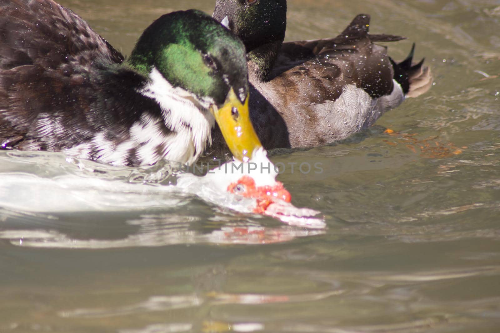 Duck living in an artificial city pond. No people