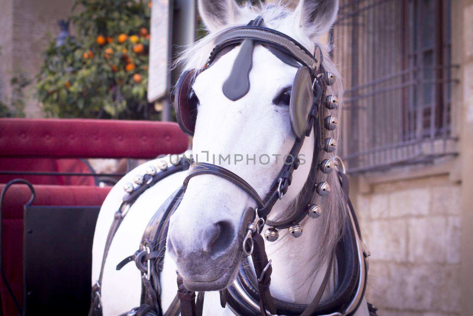 White horse used to pull a tourist cart. No people