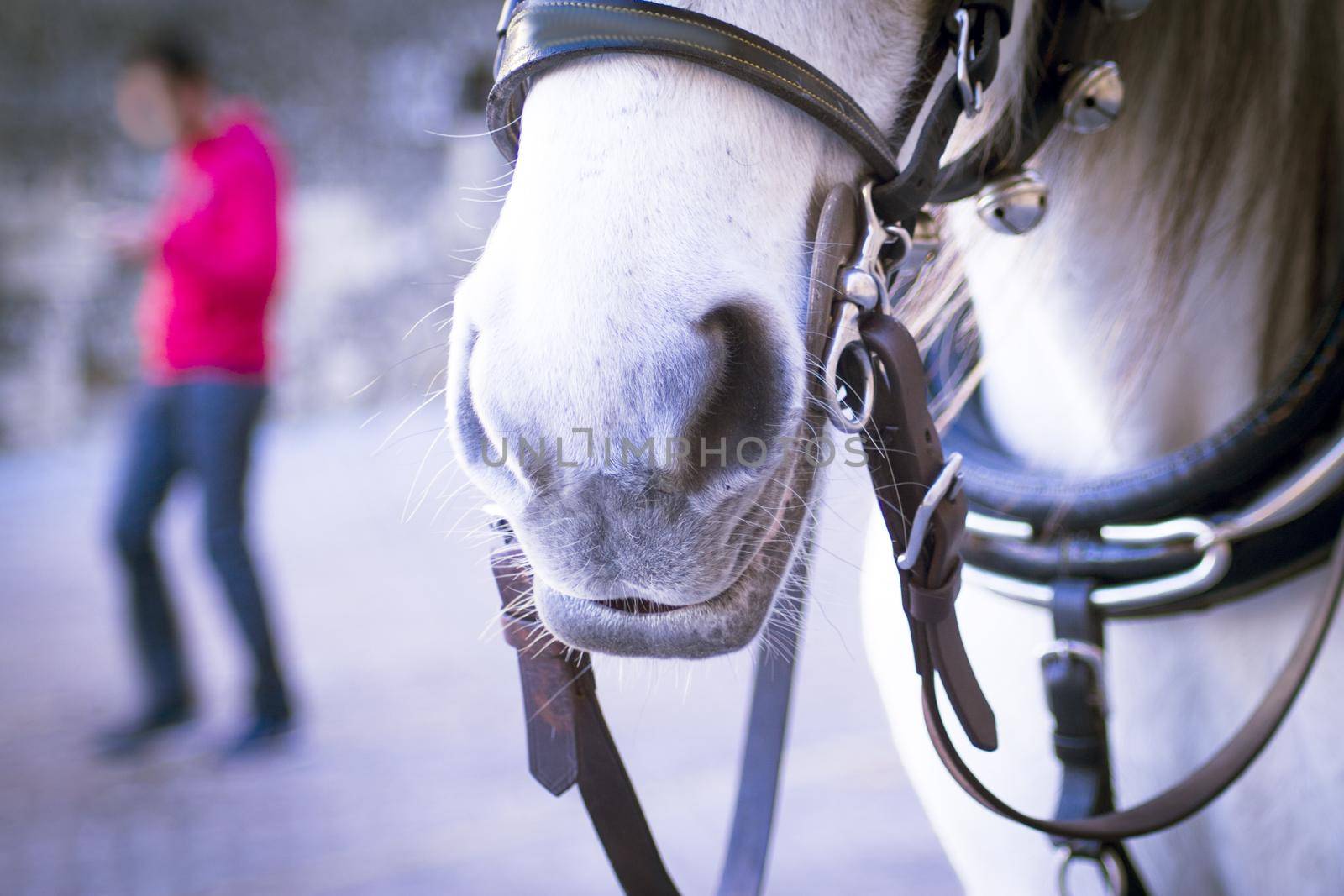 White horse used to pull a tourist cart. No people