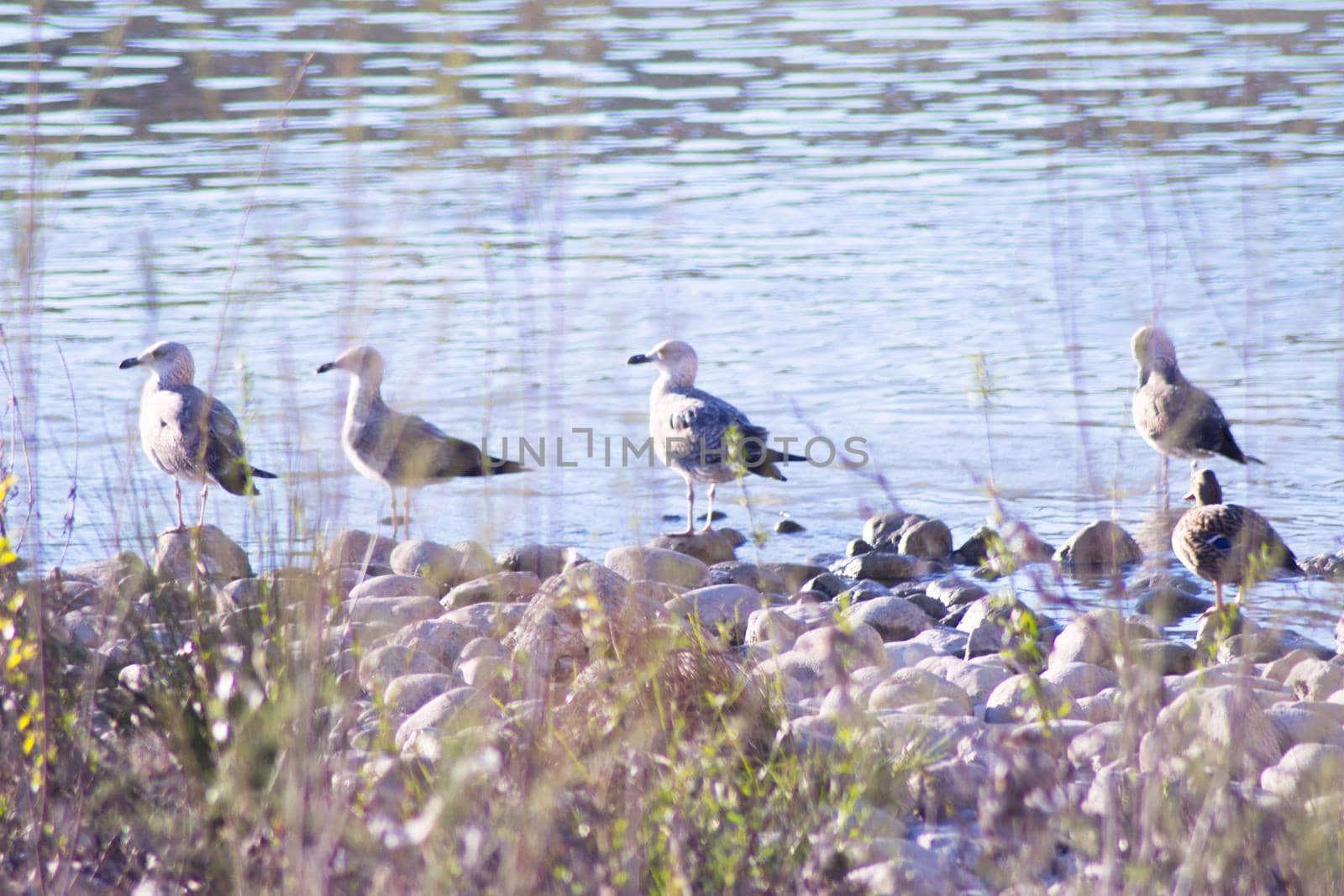 Group of seagulls perched on the bank of a river. No people