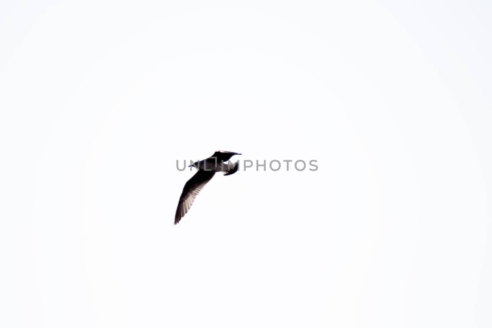 Seagull silhouette flying over blue sky. No people