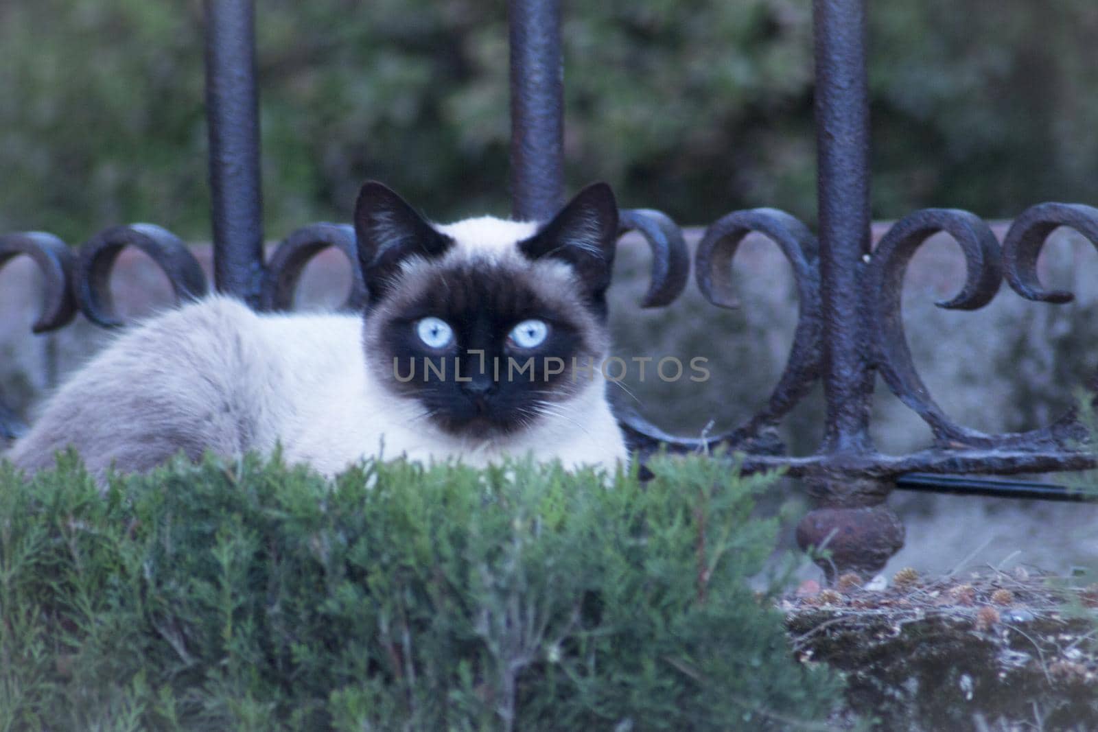 Siamese cat with blue eyes lying on the street. No people