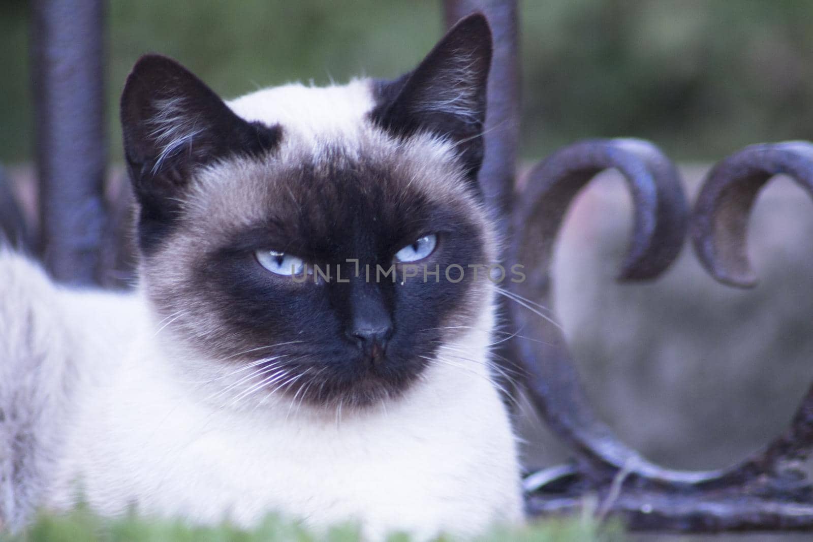 Siamese cat with blue eyes lying on the street. No people