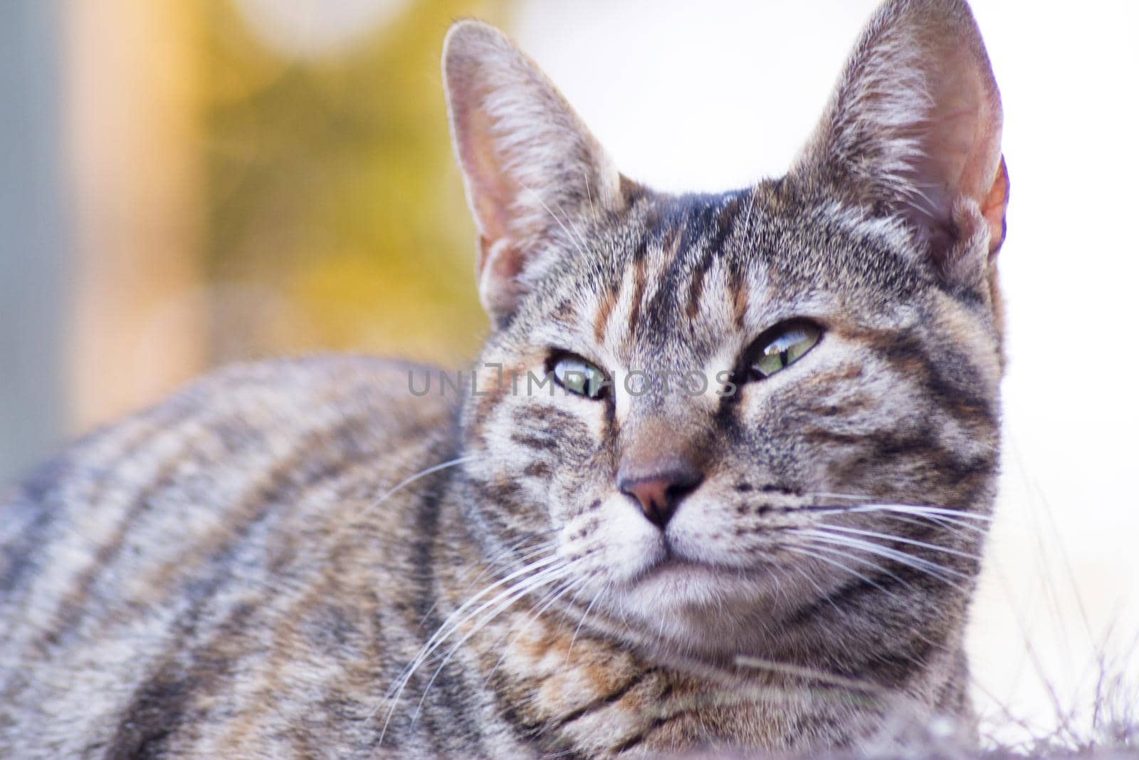 Tabby cat lying in the grass. Squinting. No people