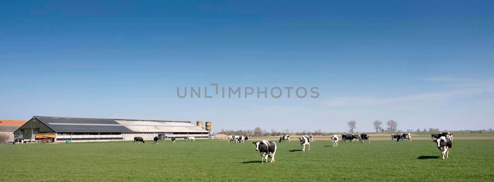 black and white spotted cows in green meadow near farm in dutch province of zeeland by ahavelaar