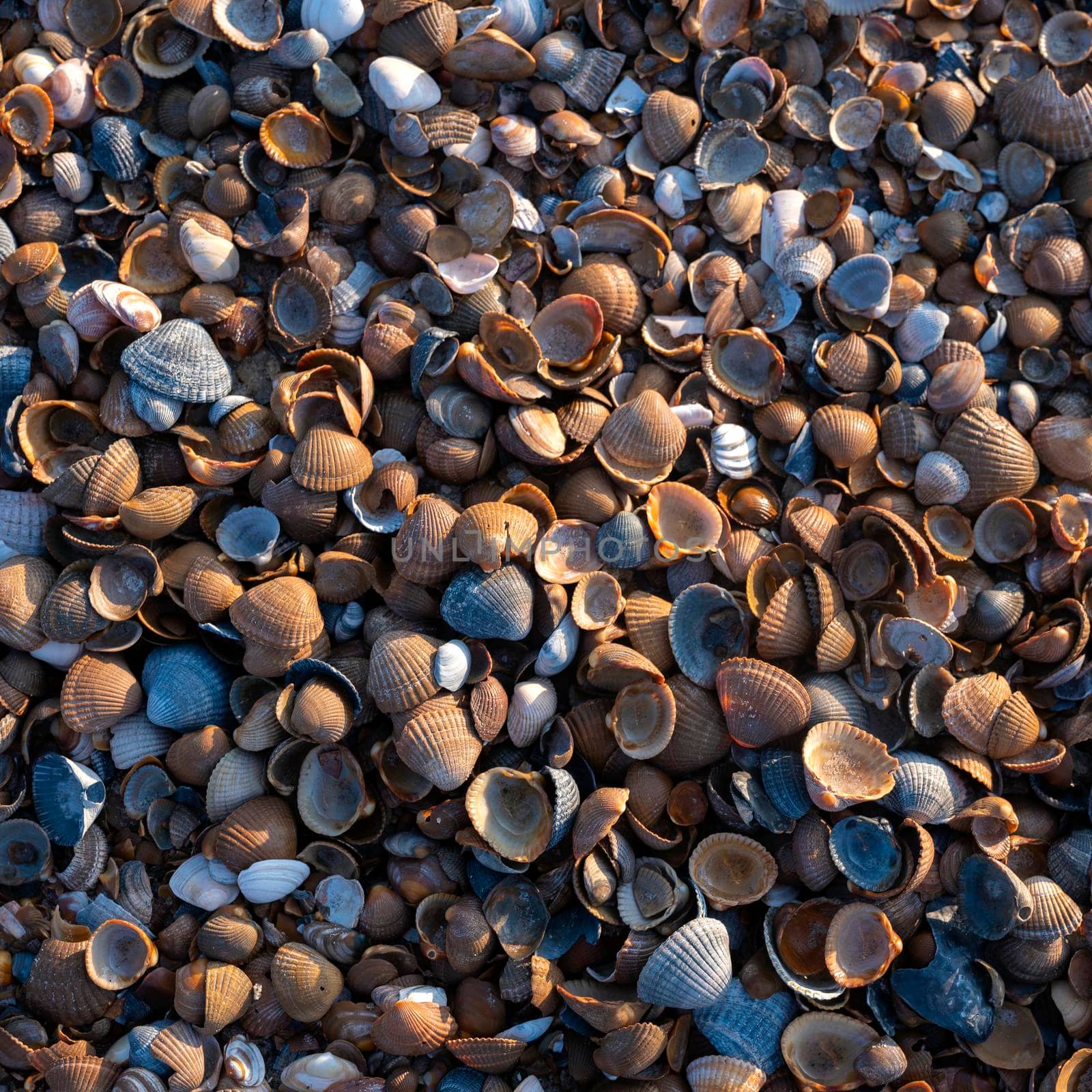 pattern formed by collection of shells on sandy beach in low afternoon sun