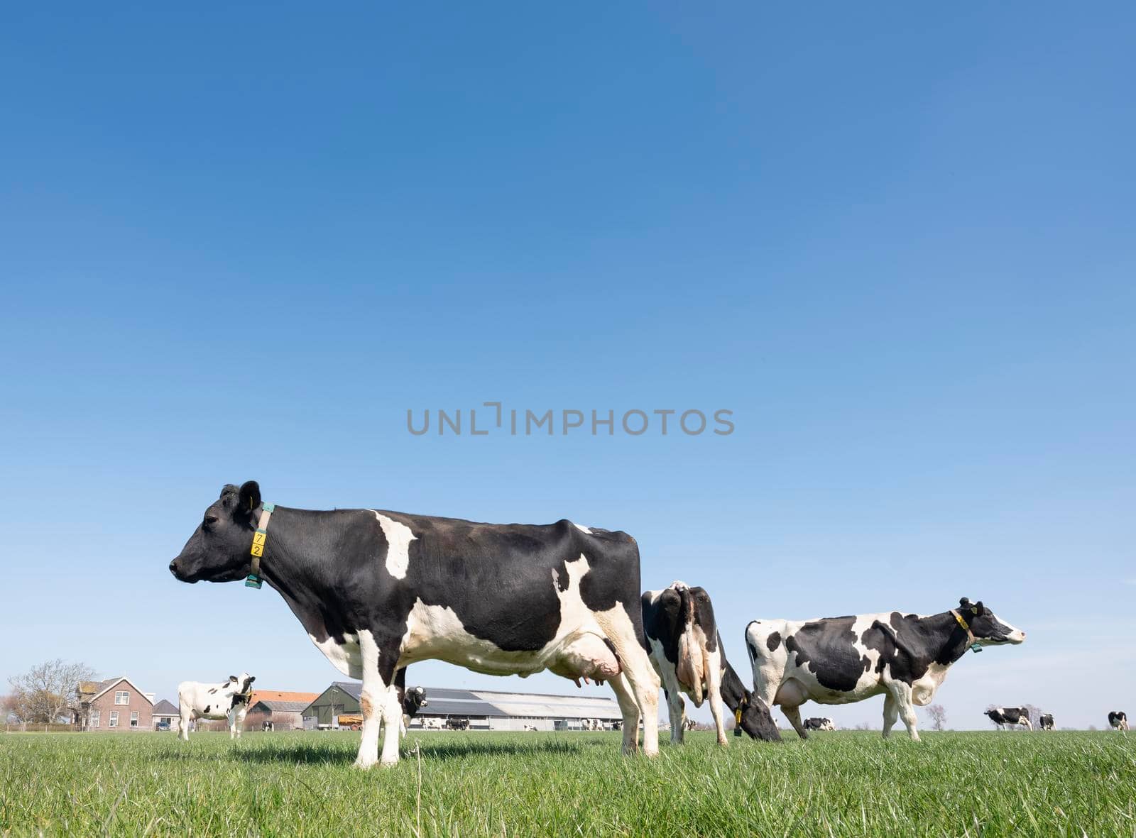 black and white spotted cows in green meadow near farm in dutch province of zeeland under blue sky in spring