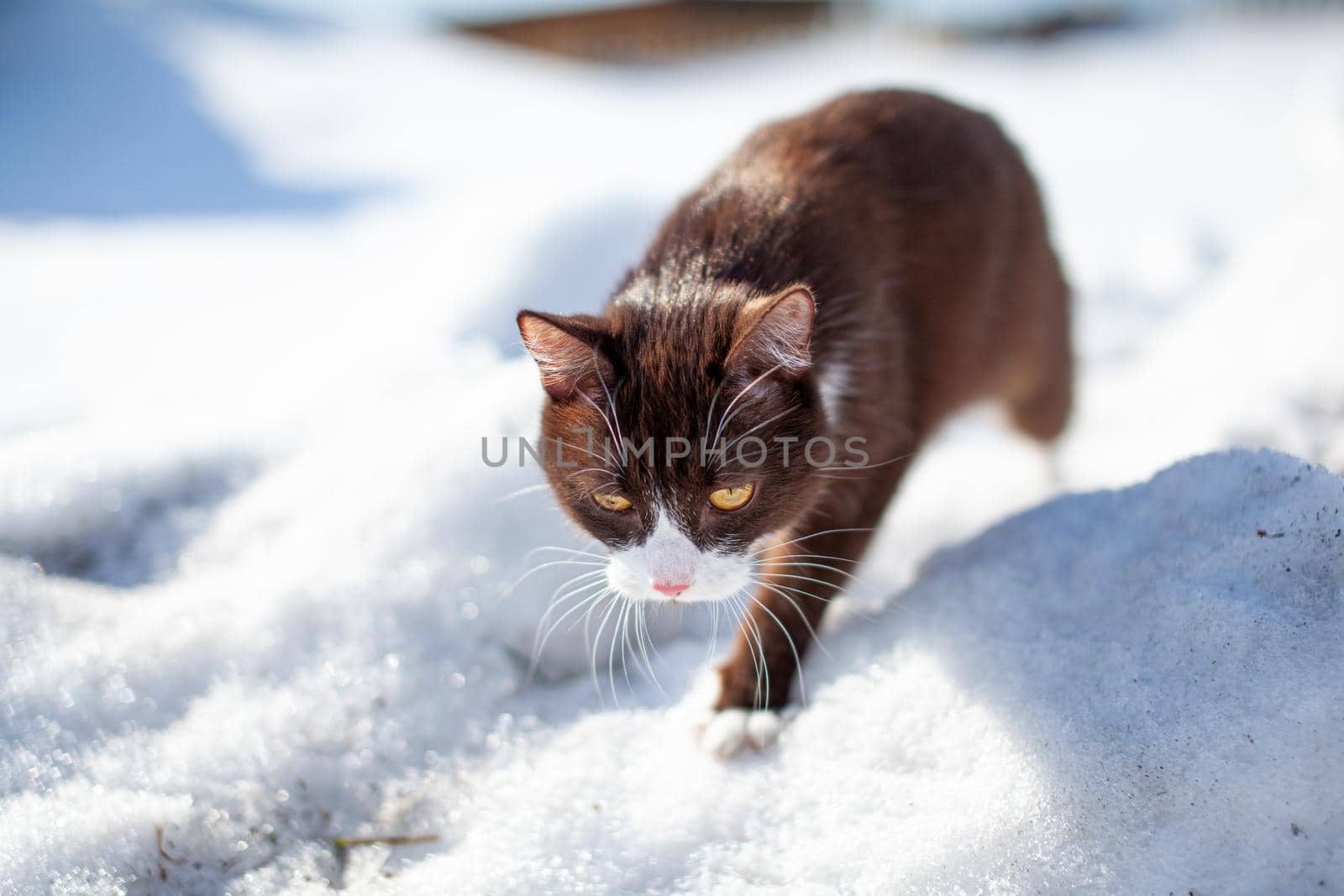 Cute kitten walks in the snow in winter. A brown cat makes its way through the snowdrifts. The pet walks on the white snow in winter.