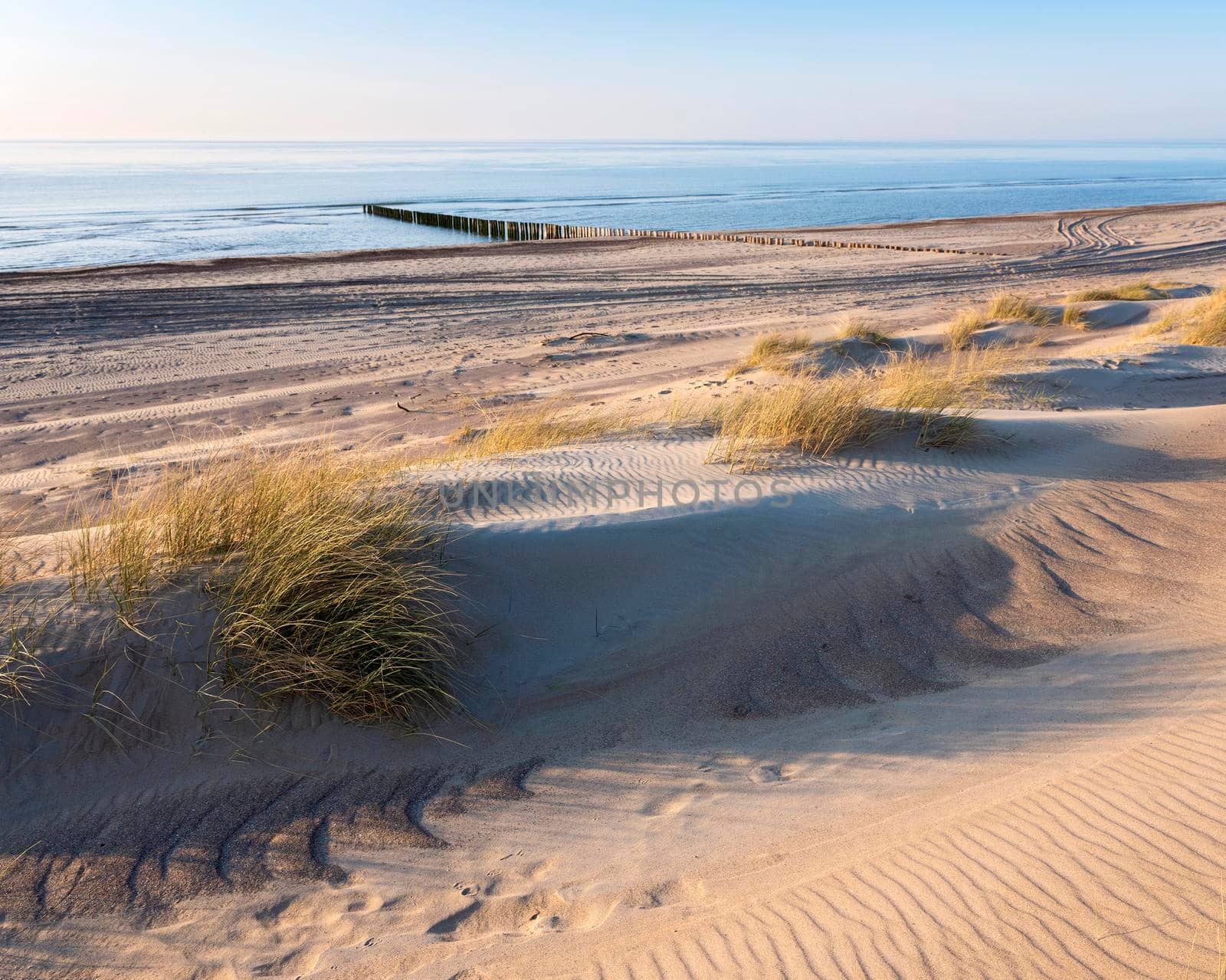 sand dunes and deserted beach on the dutch coast of north sea in province of zeeland under blue sky in spring