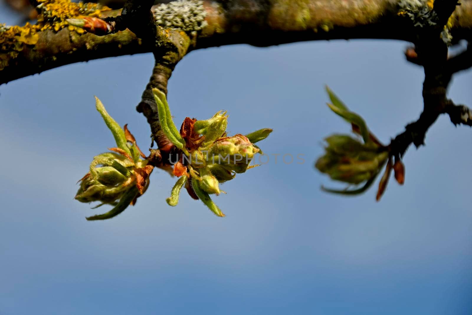apple blossom bud in spring in Germany by Jochen