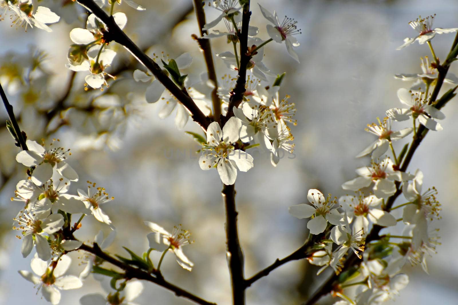 wild mirabelle blossom in springtime