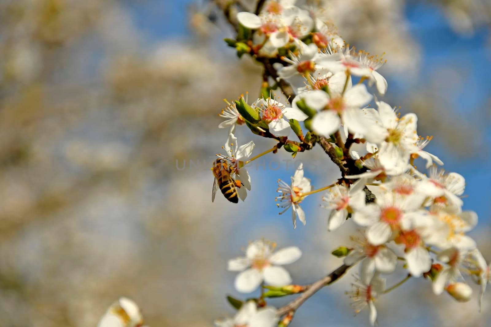 bee on wild mirabelle blossom in springtime by Jochen