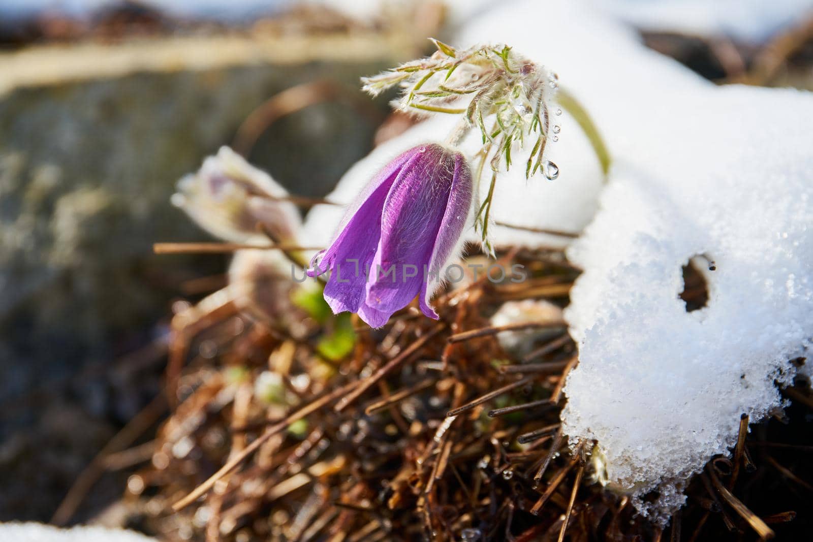 close up of blooming pasque flower covered in snow