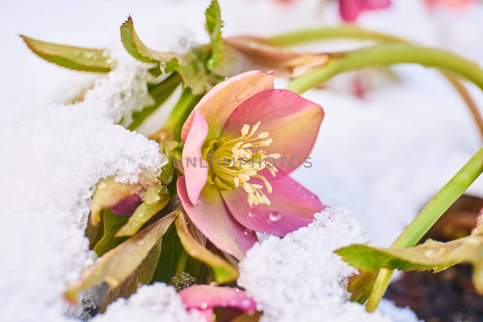 close up of blooming hellebore by Jindrich_Blecha