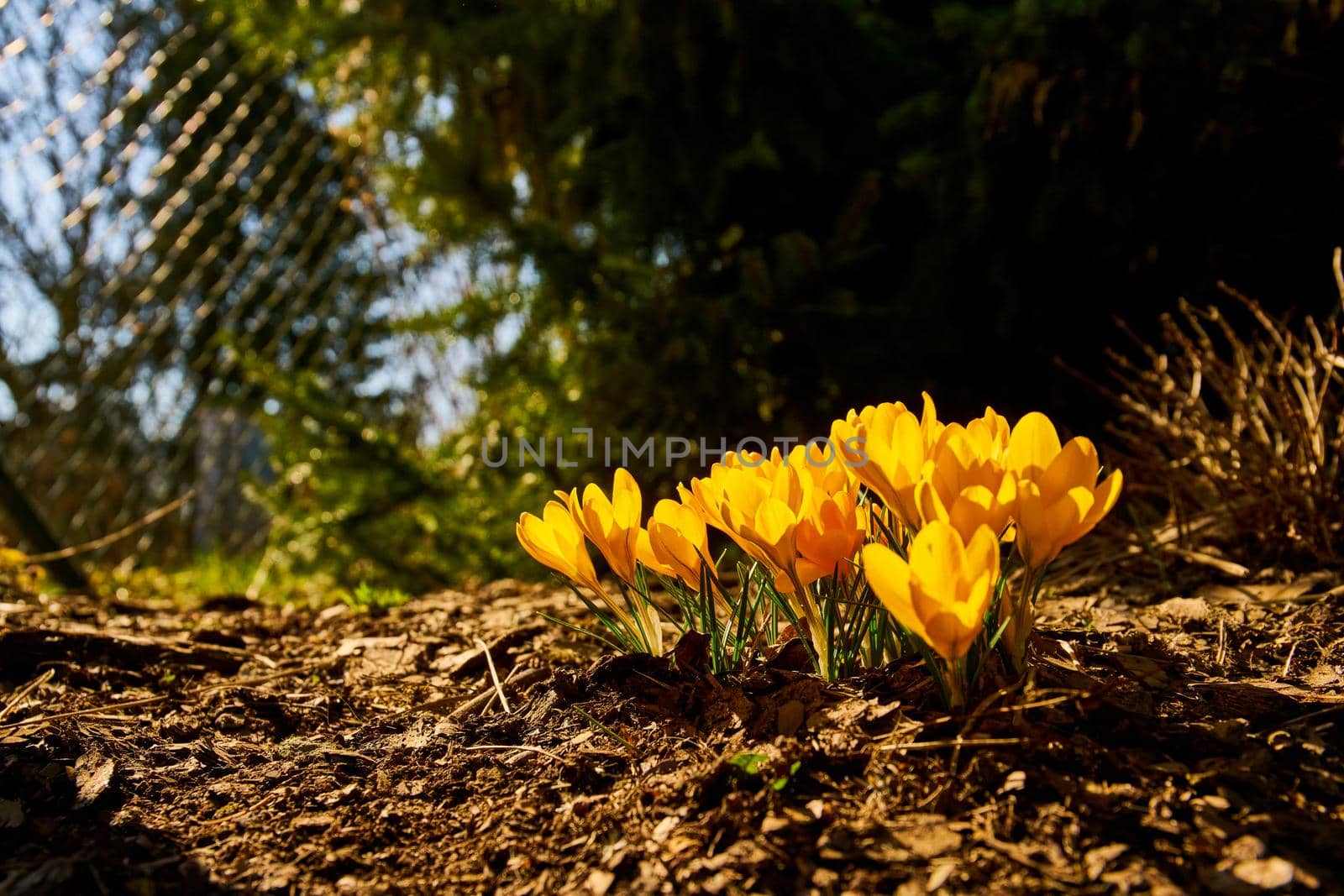 Close up of blooming crocus flowers - spring time