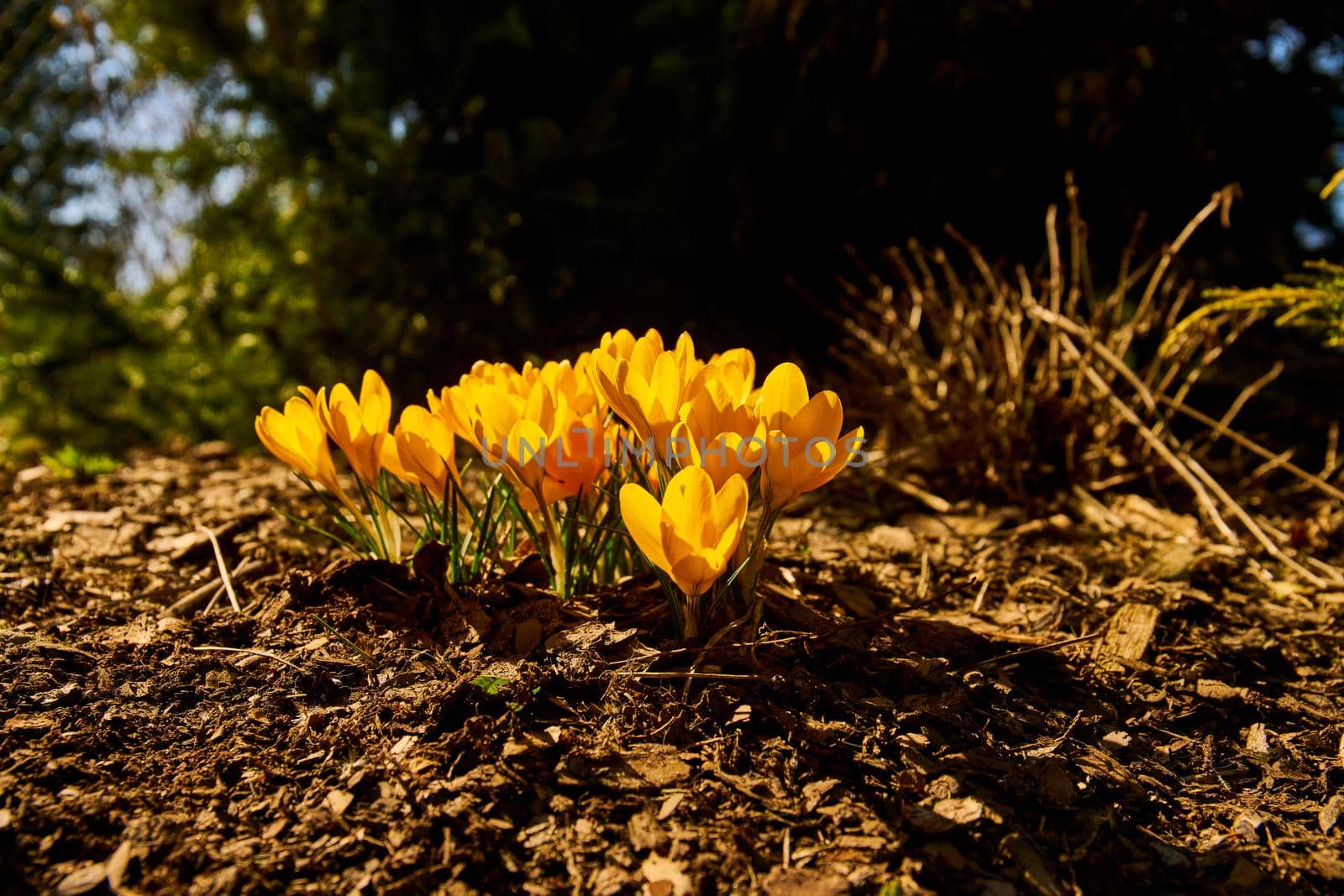 Close up of blooming crocus flowers - spring time