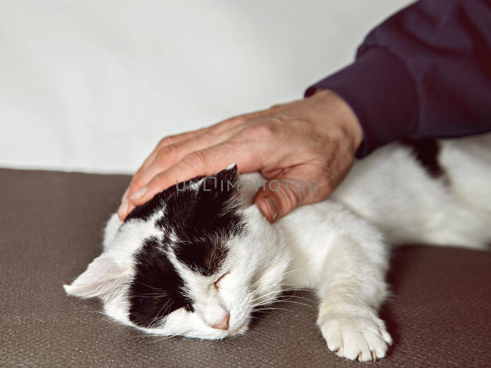 Man strokes white cat with black spots lying on gray surface.
