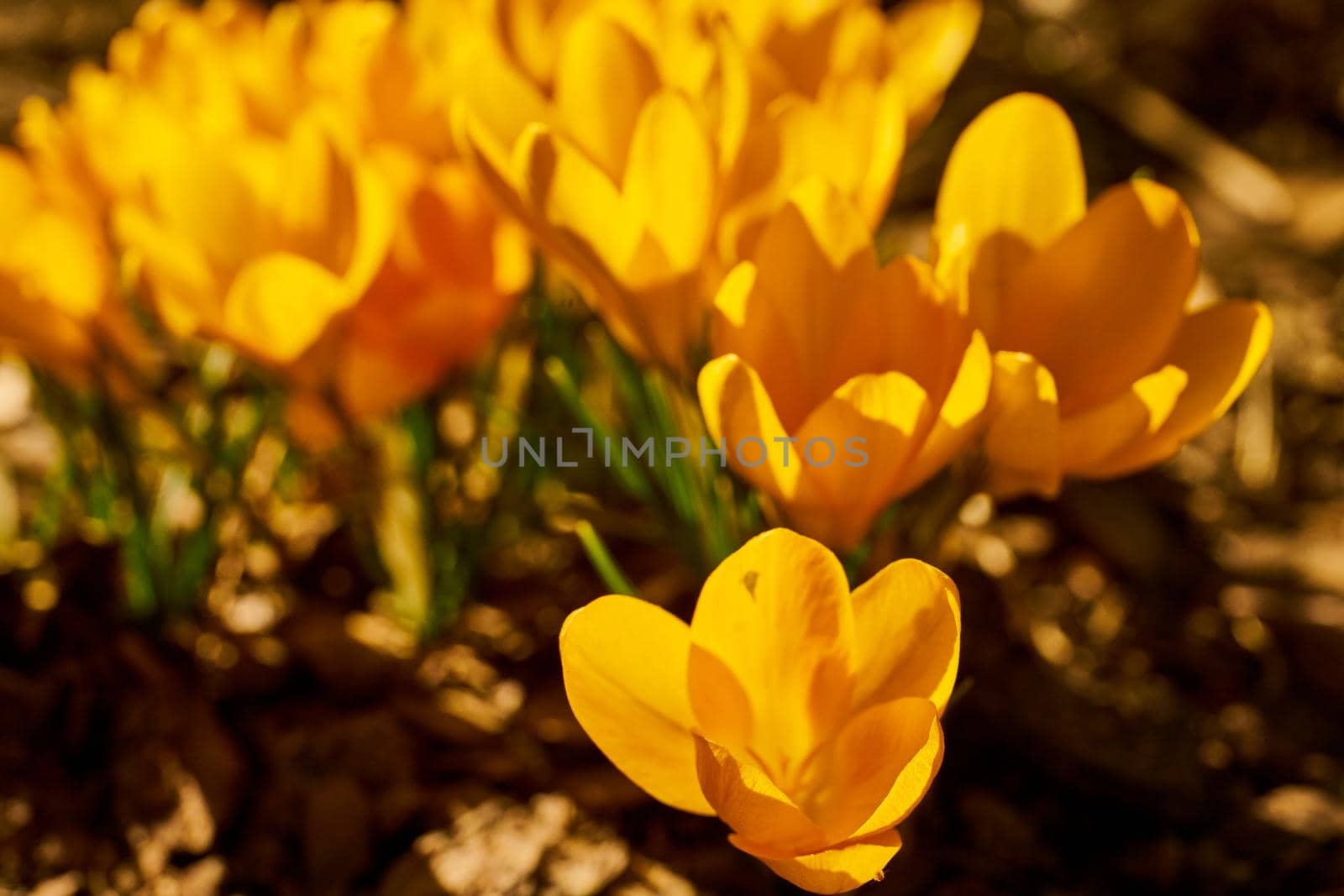 Close up of blooming crocus flowers by Jindrich_Blecha